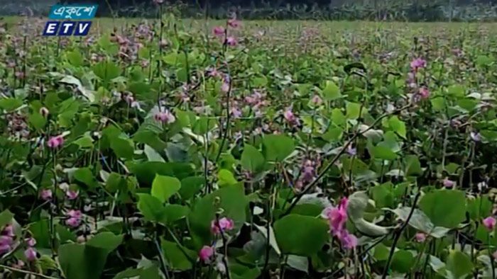 আগাম জাতের শিম চাষে লাভবান পাবনার কৃষকরা আগাম জাতের শিম চাষে লাভবান পাবনার কৃষকরা