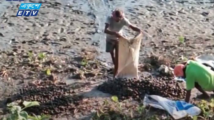 চলনবিলের জীববৈচিত্র্য হুমকির মুখে চলনবিলের জীববৈচিত্র্য হুমকির মুখে