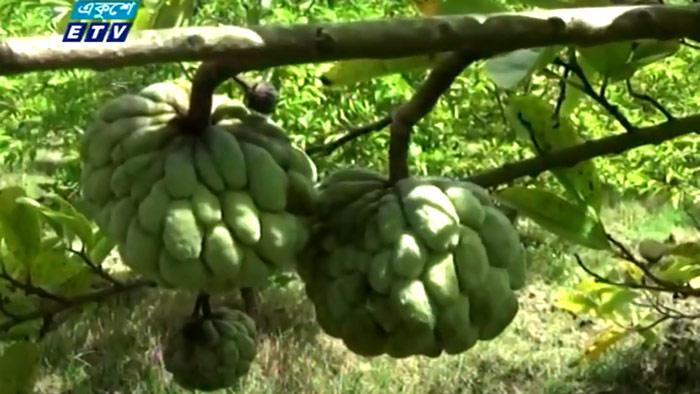 মেহেরপুরে শরিফা চাষে দারুণ সফলতা মেহেরপুরে শরিফা চাষে দারুণ সফলতা